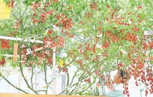 This super-big cherry tomato plant bears approximately 4,000 fruits at a time.