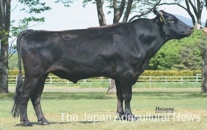 Fukukatsutsuru selected as an elite sire by the Livestock Improvement Association of Japan PHOTO COURTESY OF THE LIVESTOCK IMPROVEMENT ASSOCIATION OF JAPAN