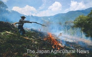 Field burning, in which tree branches, bamboos and grasses are burned on a mountain slope where trees are cut down, is conducted in the village of Shiiba in Miyazaki Prefecture.