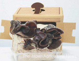 You can enjoy growing kikurage wood ear mushrooms at home using "Ouchi Kikurage." (Photo by Zen-noh Business Support)