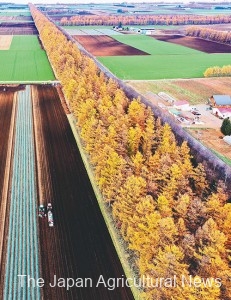  Colored leaves of Japan’s longest windbreak forest are seen in Memuro, Hokkaido, as farmers harvest Tokachi Kawanishi Chinese yams, a local specialty, at a nearby field.