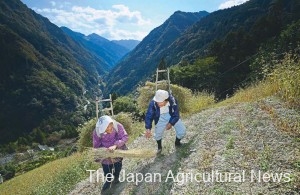 Haruki and Setsuko Nishiokada walk back to their home in the town of Tsurugi, Tokushima Prefecture, carrying on their back a wooden rack with a load of buckwheat they harvested.
