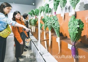  Visitors to the National Museum of Nature and Science in Tokyo’s Taito Ward look at replicas of various daikon varieties.