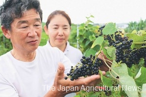 Koji and Tomoko Nakata check a bunch of Ryukyu-ganebu native grapes in Onna, Okinawa Prefecture.