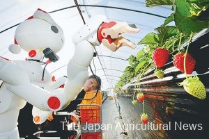 1. A robot remotely controlled from a hospital picks strawberries in Hitachiomiya, Ibaraki Prefecture, on Dec. 21. 2. An inpatient at a hospital in Hitachiomiya, Ibaraki Prefecture, operates a robot remotely to pick strawberries on Dec. 21. 