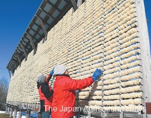 Producers of dried daikon check the slices of radish hanging in the cold in Hida, Takayama Prefecture.