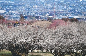 Japanese apricot trees bloom at Misato Ume Groves in Takasaki, Gunma Prefecture, with the Kanto plain seen in the background.