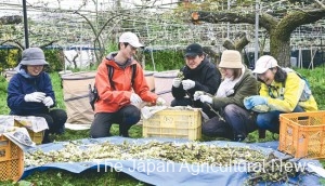 Volunteers take part in hand-harvesting of pear flowers to be used to collect pollen on April 5 in Ichikawa, Chiba Prefecture.