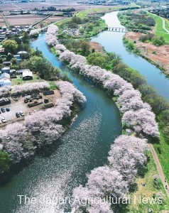Pink cherry blossoms are blooming on the trees along an irrigation waterway that takes water from the Kokai River (right) in Tsukubamirai, Ibaraki Prefecture.