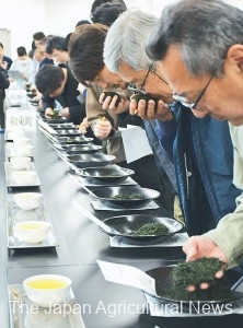  Tea dealers check the scent, color, brightness and texture of tea leaves during an auction in Joyo, Kyoto Prefecture.