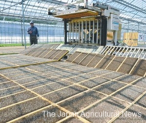 Agurobo is seen laying rice seedling trays at a greenhouse in Kanuma, Tochigi Prefecture.