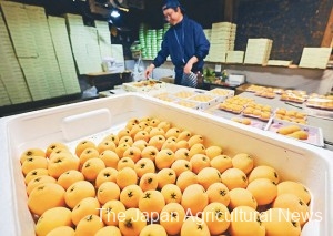 Daiki Tomonaga carefully selects and packs biwa loquats in Sasebo, Nagasaki Prefecture.