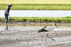 An oriental white stork searches for food on a rice paddy in Toyooka, Hyogo Prefecture, as a farmer prepares the field for rice planting.
