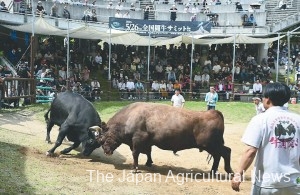 Attendants of the national bullfighting summit watch the bulls wrestle with their horns in Nagaoka, Niigata Prefecture.