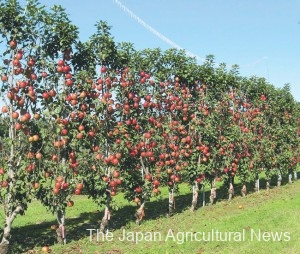  Benitsurugi columnar apple trees are planted in a row so that the fruits grow in a planar shape. PHOTO COURTESY OF NARO