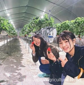 Visitors enjoying “Night Strawberry Picking” and eating in an illuminated greenhouse (in Yasugi City, Shimane Prefecture)