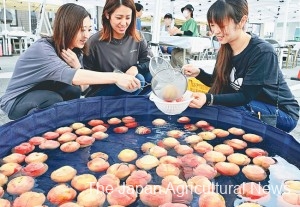 You can enjoy picking your favorite peaches using colanders. (In Minami Apls City, Yamanashi Prefecture)