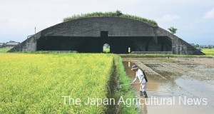 The No.4 entaigo war-time structure sits in the ripe rice field. (In Nankoku City, Kochi Prefecture)