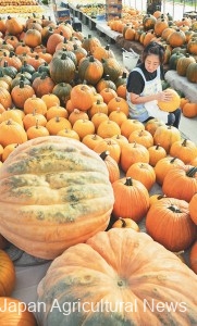 Akiko Nakanishi handles harvested pumpkins in Chippubetsu, Hokkaido.