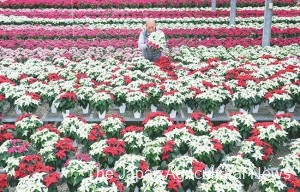 Princettia pots are ready for the busiest business season. Shiobara was checking each flower pot by hand.