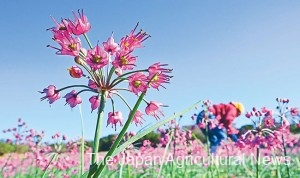 A rakkyo Japanese scallion grower weeds as flowers bloom in November.