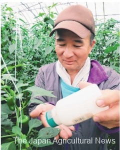  Yasuo Shimomae releases baby tobacco leaf bugs on his green pepper plants in Shibushi, Kagoshima Prefecture.