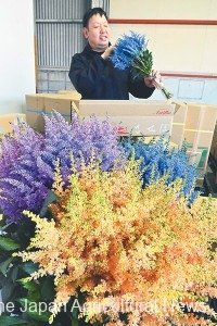 Astilbes dyed in different colors are prepared for shipment in Sasebo, Nagasaki Prefecture, before Mother’s Day.