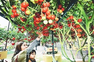 A mother and a child enjoying a hands-on experience of harvesting tomatoes from trees (in Setagaya Ward, Tokyo) 