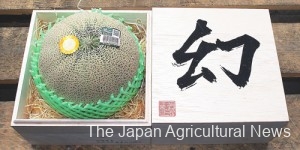 A melon ranked as Maboroshi is placed in a paulownia box before hitting the shelves at a farmers’ market in Hokota, Ibaraki Prefecture.