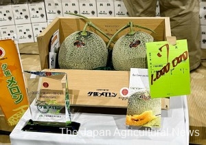 A pair of Yubari melons sold for 1 million yen in Sapporo PHOTO COURTESY OF JA YUBARISHI