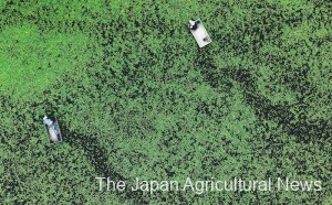Junsai pickers working on boats, leaving black trails on the water surface. Ando’s farm offers a fun junsai pickup experience. (In Mitane Town, Akita Prefecture)