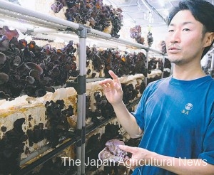 An official of The Mainichi Newspapers Shutoken Center Co., who has obtained certification as a food safety manager, works at the firm’s wood ear mushroom cultivation facility in Kawaguchi, Saitama Prefecture.