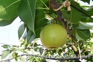 New Japanese pear variety Sogetsu is cultivated in Tsukuba, Ibaraki Prefecture.