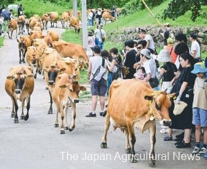 Many people visit Kozu Farm in Shimonita, Gunma Prefecture, to watch a herd of cows walking in a line.