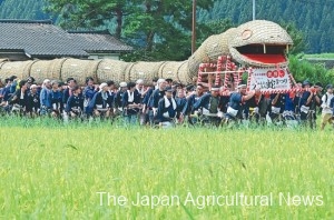 Approximately 500 people marched along local rice fields, carrying the giant snake.  (In Sekikawa Village, Niigata Prefecture)