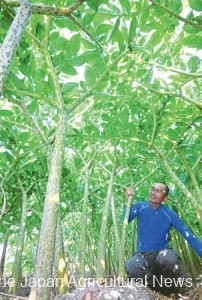 Konjac grower Katsunari Goto checks the long leaves of his plants in Shibukawa, Gunma Prefecture.