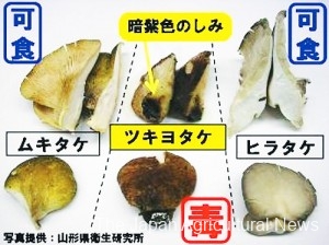 Tsukiyotake (middle) is a poisonous mushroom that resembles Mukitake (left) and Hiratake (right), which are edible. (Photo provided by the Yamagata Prefectural Institute of Public Health)