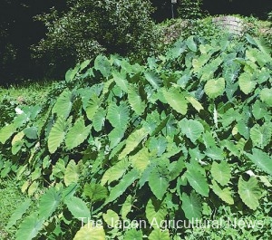 Taro plants growing wild in the Kutsukake hot springs in Nagano Prefecture PHOTO COURTESY OF REIKO MOTOHASHI