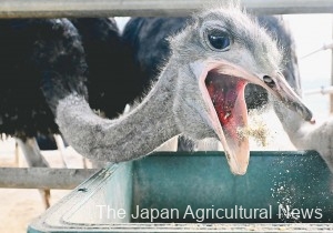 An ostrich eating feed. They eat comparatively less for their weight. (In Ishioka City, Ibaraki Prefecture)