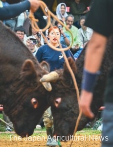 Rin Horie watches bulls fight and calls out to them as she works as a bull handler at the Hiraniwa Kogen Bullring in Kuji, Iwate Prefecture.