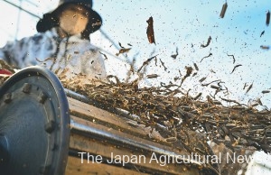 Sesame seeds pop out when Wakayama places them on the rice threshing machine (in Kumagaya City, Saitama Prefecture)