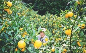 Shuji Nokubo wearing jikatabi rubber-soled, split-toed boots harvests Monobe Yuzu on a steep slope of around 30 degrees in Kami, Kochi Prefecture.