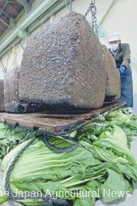 Hiroshima-na greens are pressed down with large weights to make pickles in the city of Hiroshima.