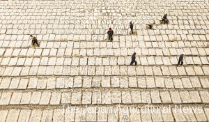 Rice fields in Chino are covered with kakukanten agar bars neatly arranged for sun-drying. (in Chino City, Nagano Prefecture)